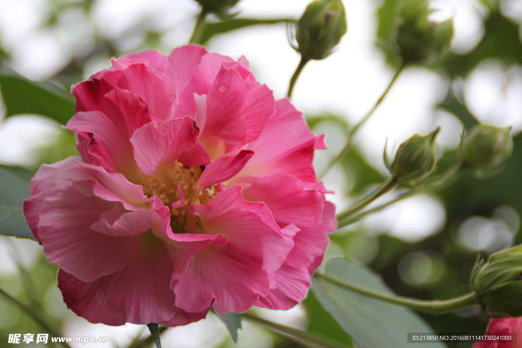 芙蓉花