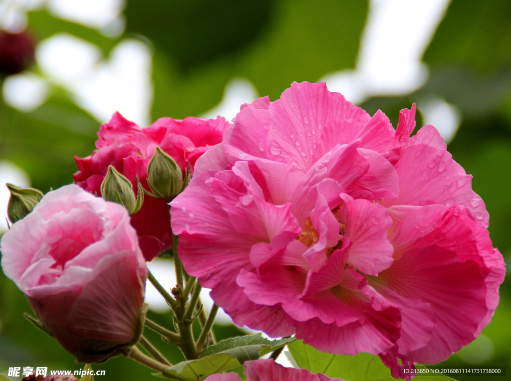 芙蓉花