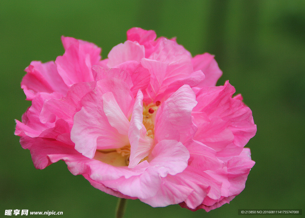 芙蓉花