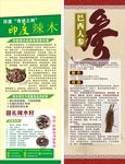 辣木 人参X展架