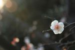 白色梅花