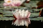 湖面白色莲花