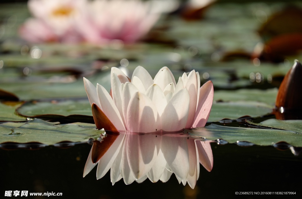 湖面白色莲花