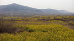 北方山区油菜花