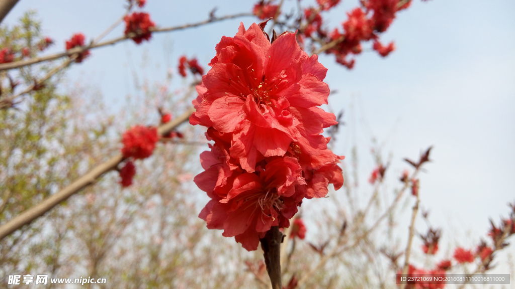 桃花