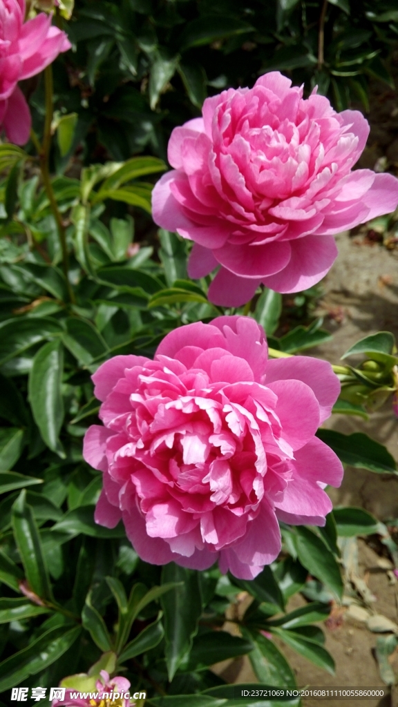 芍药