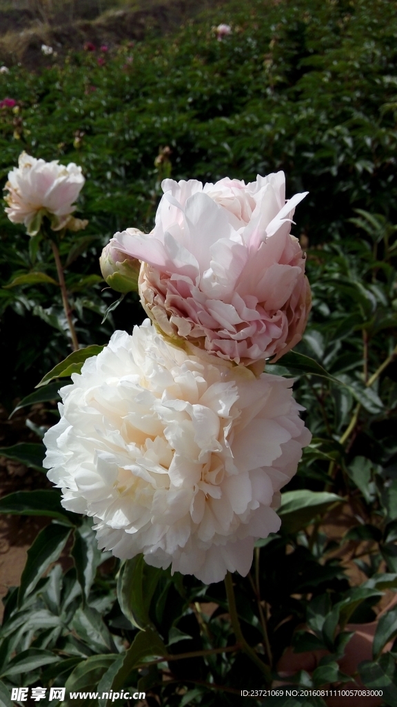 芍药