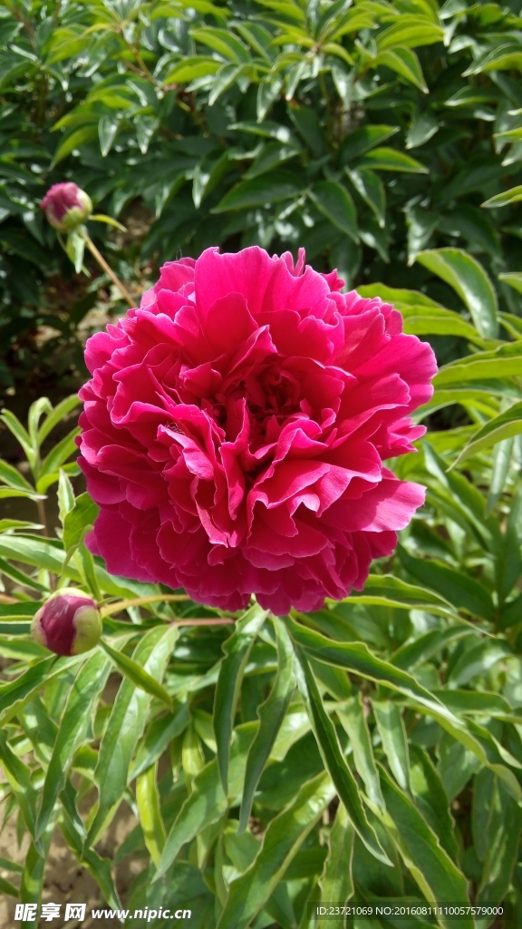芍药