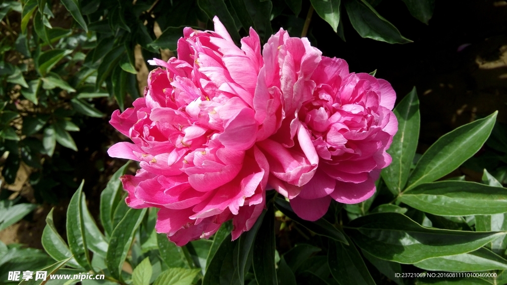 芍药