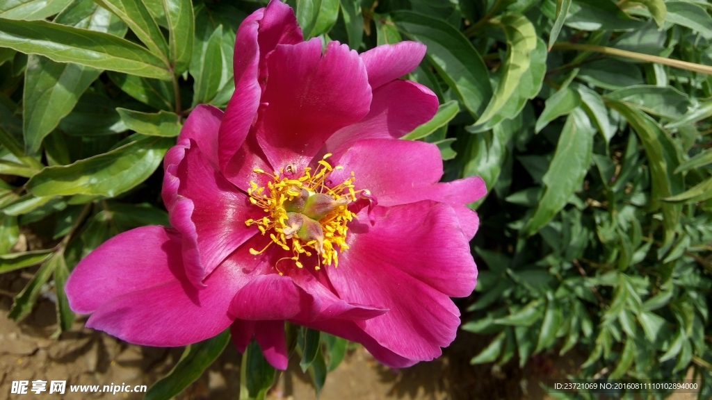 芍药