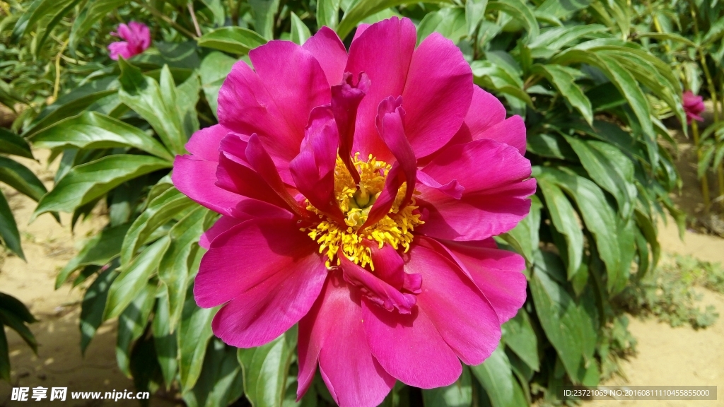 芍药