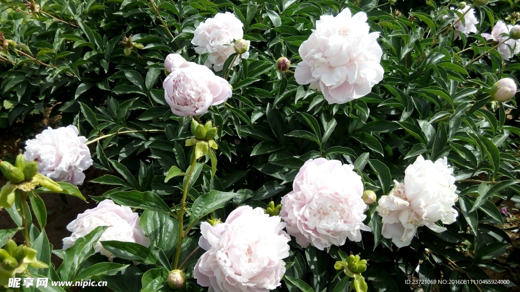 芍药