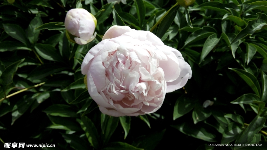 芍药