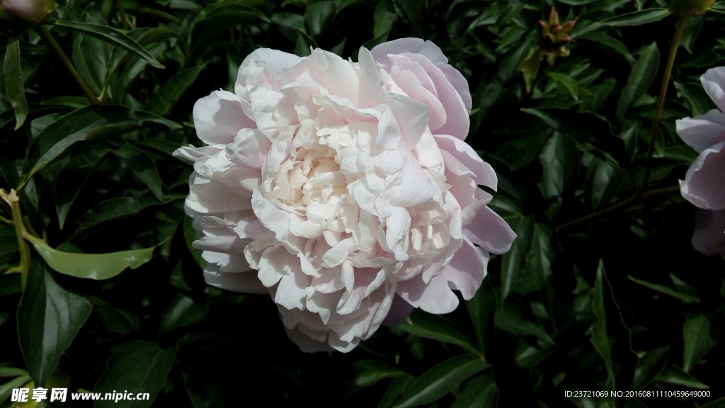 芍药