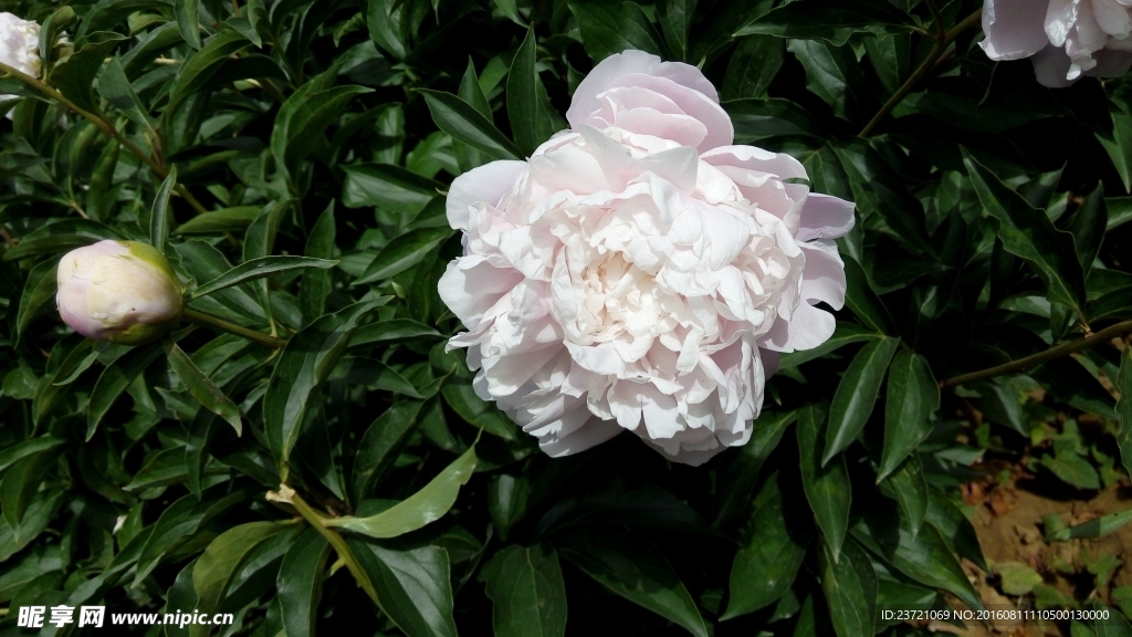 芍药