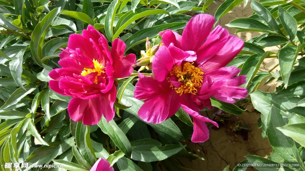 芍药
