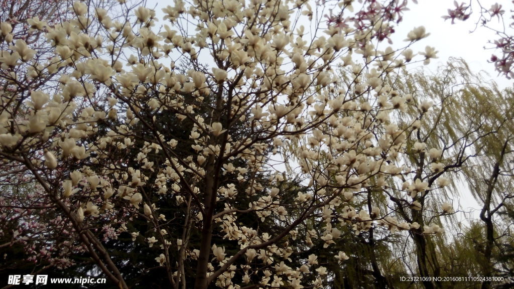 玉兰花开