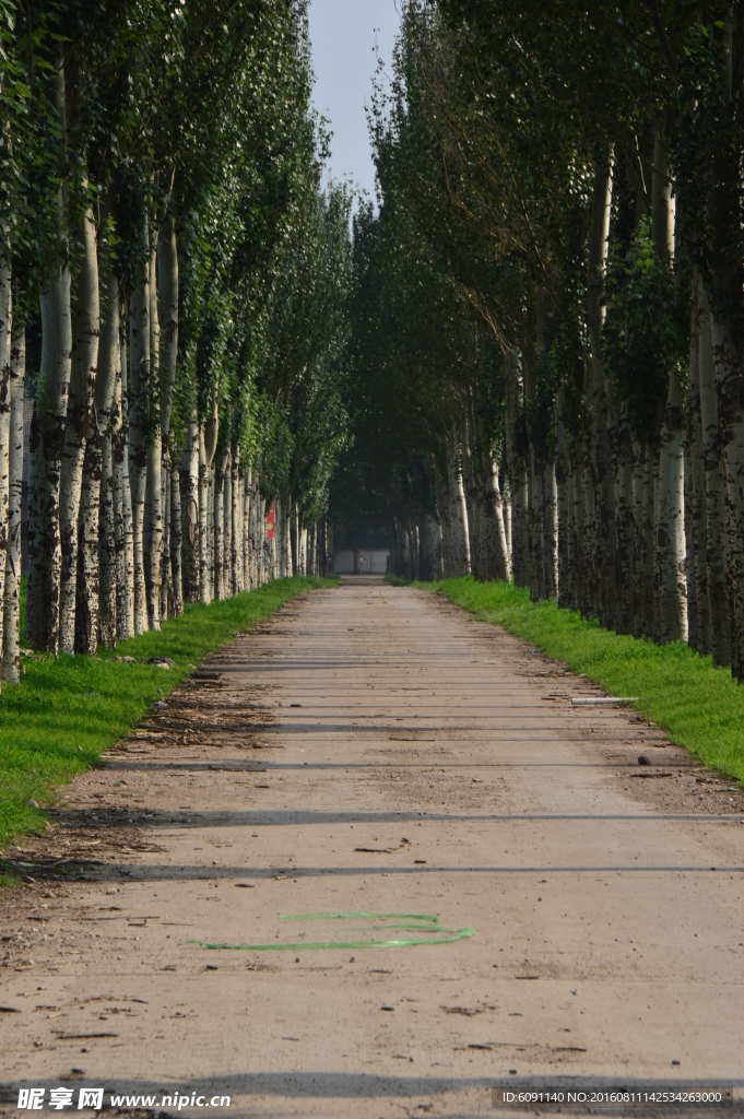 林间小路