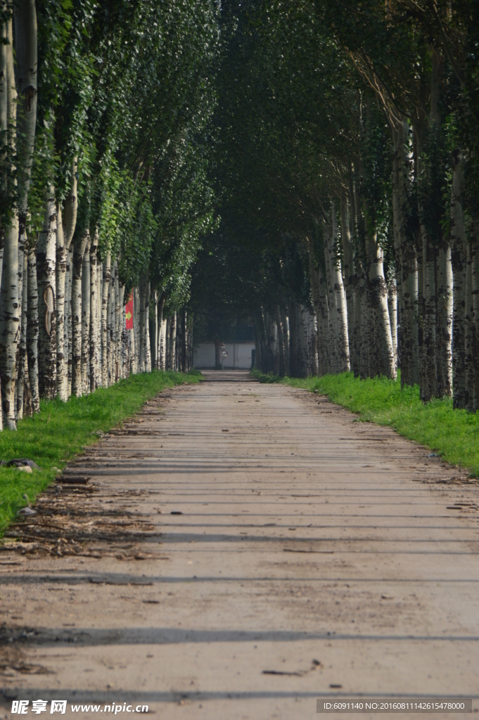 林间小路