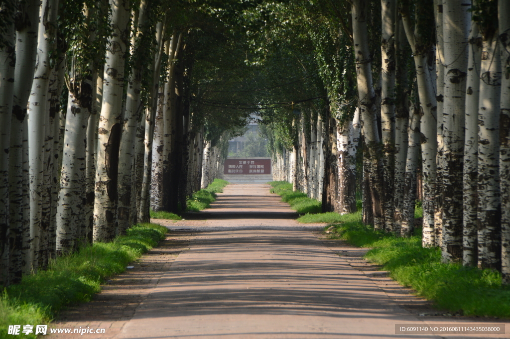 林间小路