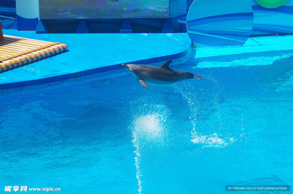 跳水海豚 横空飞跃