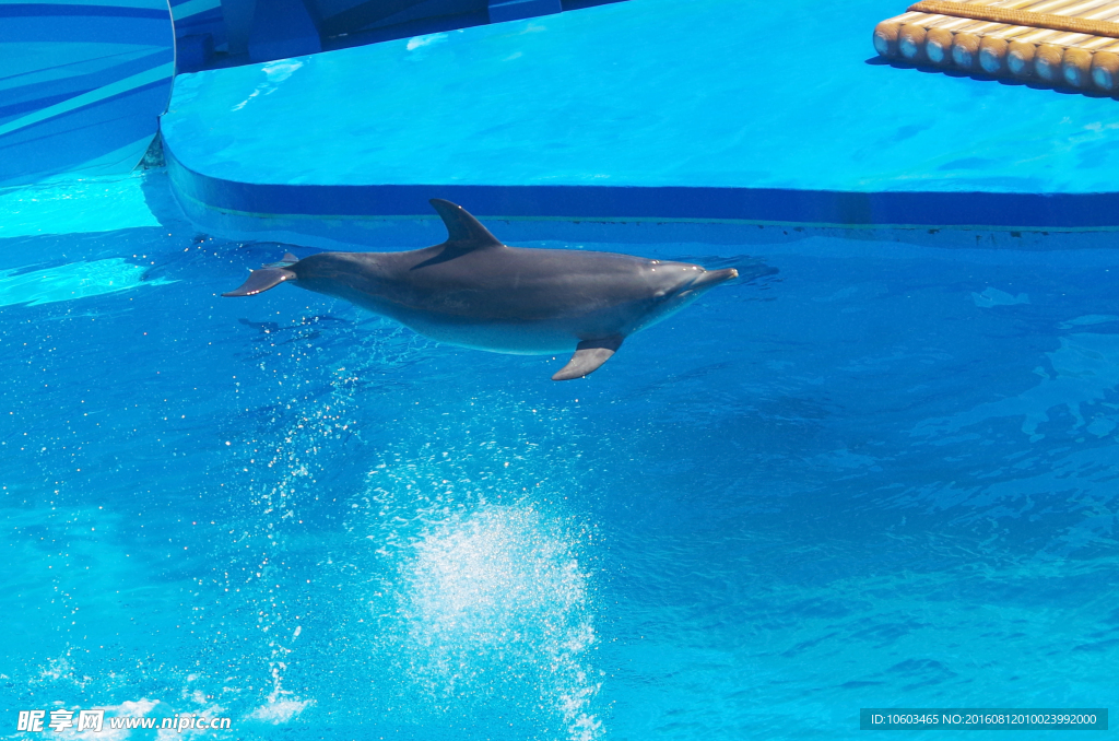跳水海豚 横空飞跃