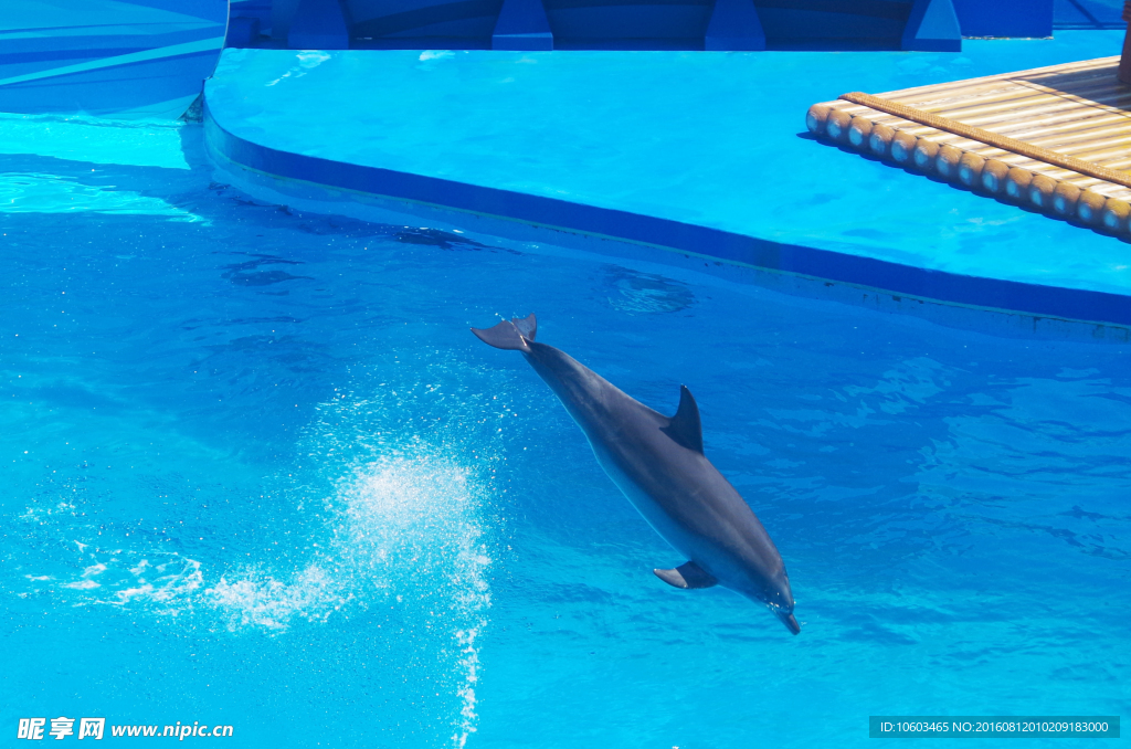 跳水海豚