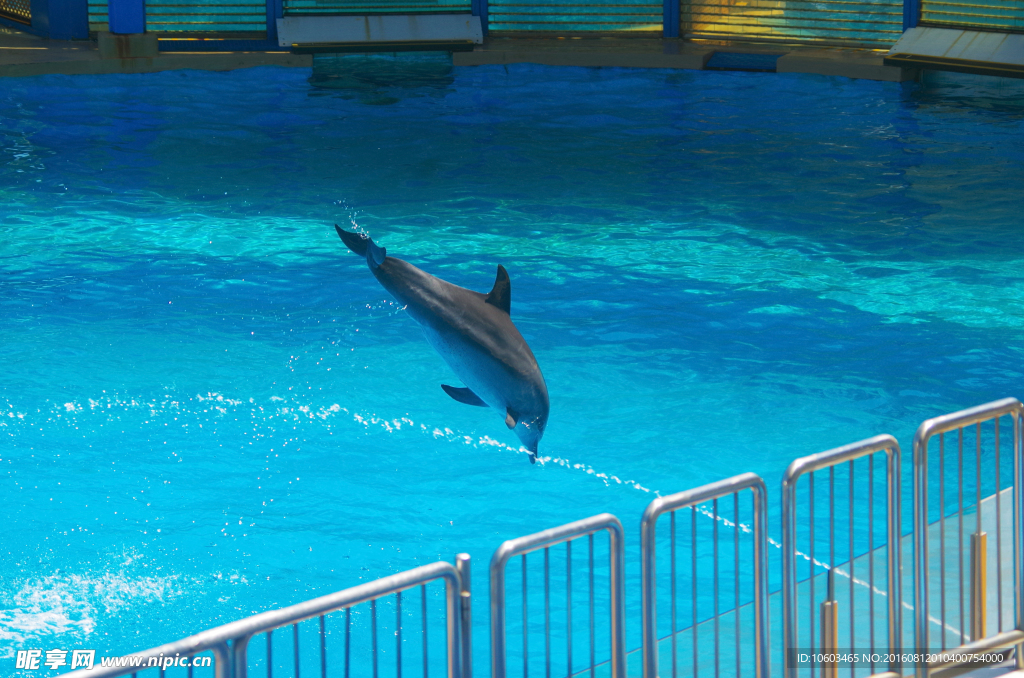 海豚跳水