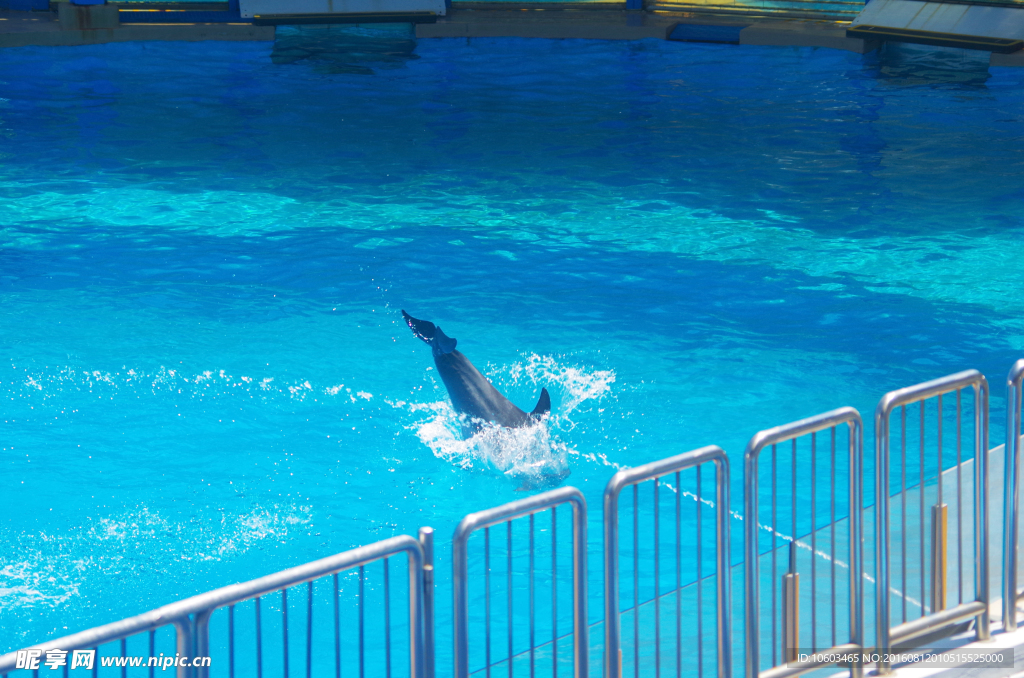 海豚入水 入水表演