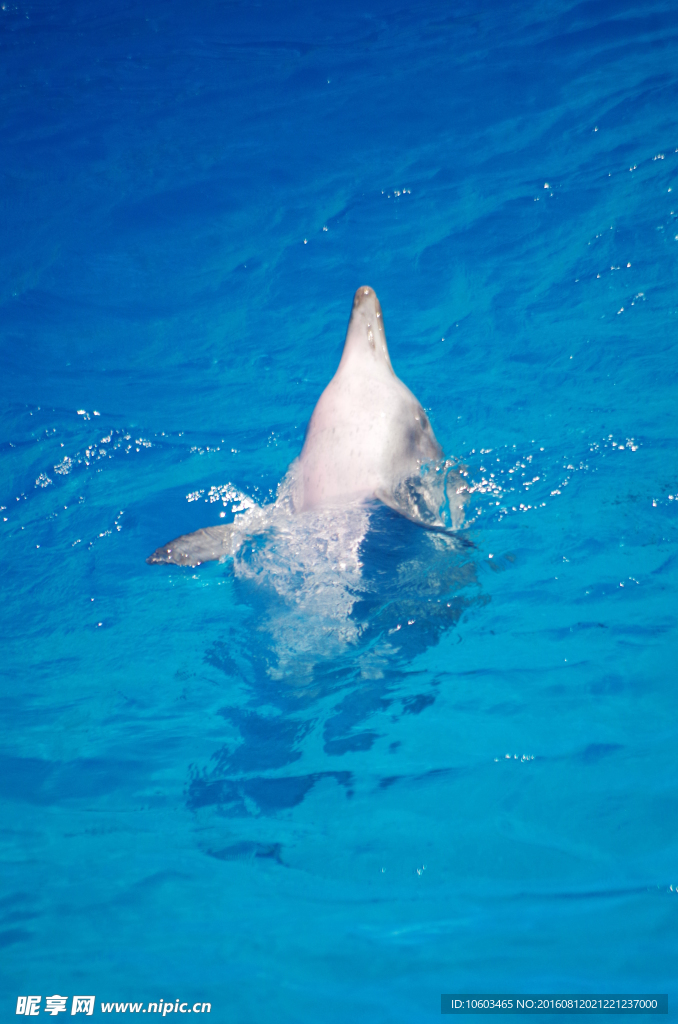 糙齿海豚 海豚表演