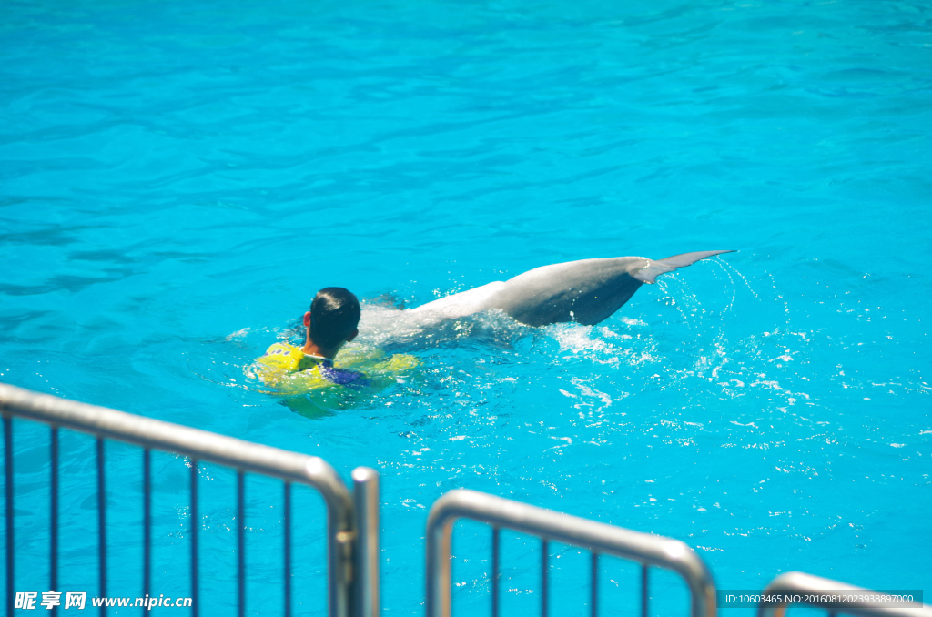 海豚表演 海豚沉底