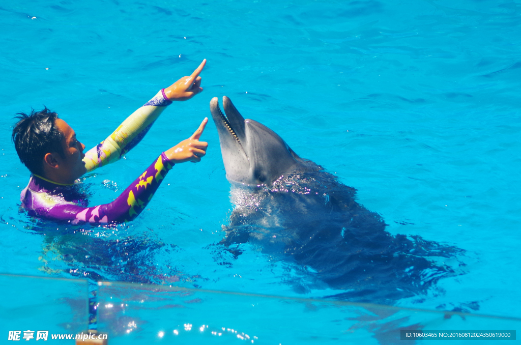 海豚表演 海豚游戏