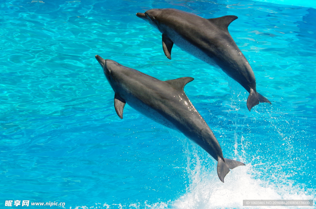 海豚跳水 跳水海豚