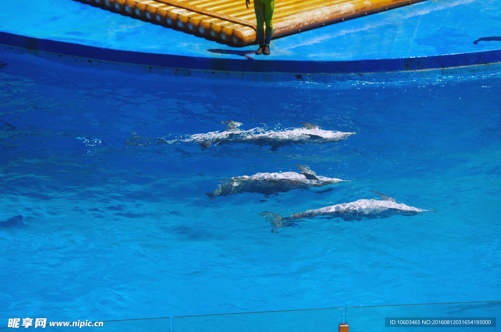 海豚仰泳 仰腹海豚