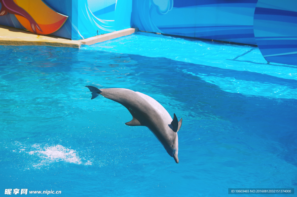 海豚跳水 跳水海豚
