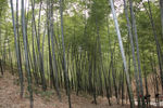 竹林