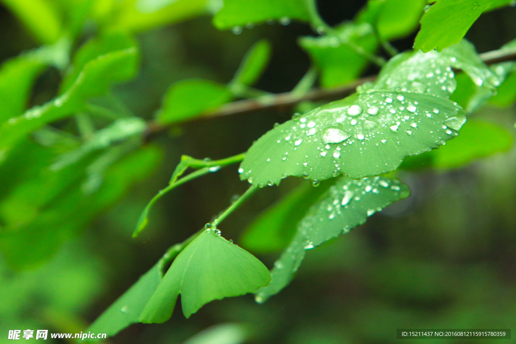 雨中的银杏