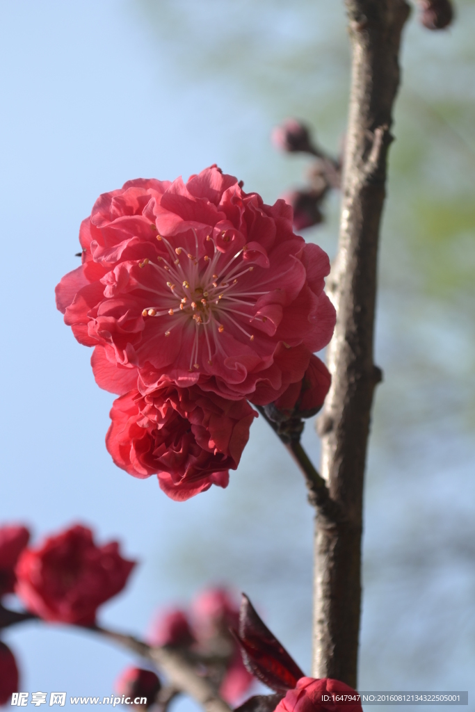 桃花