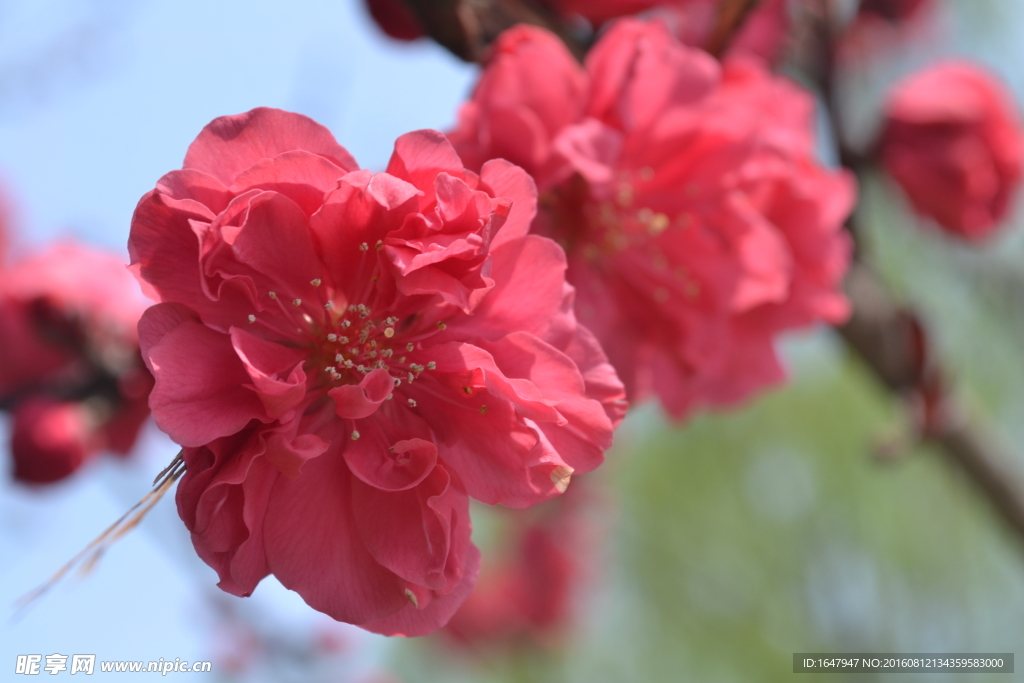 桃花