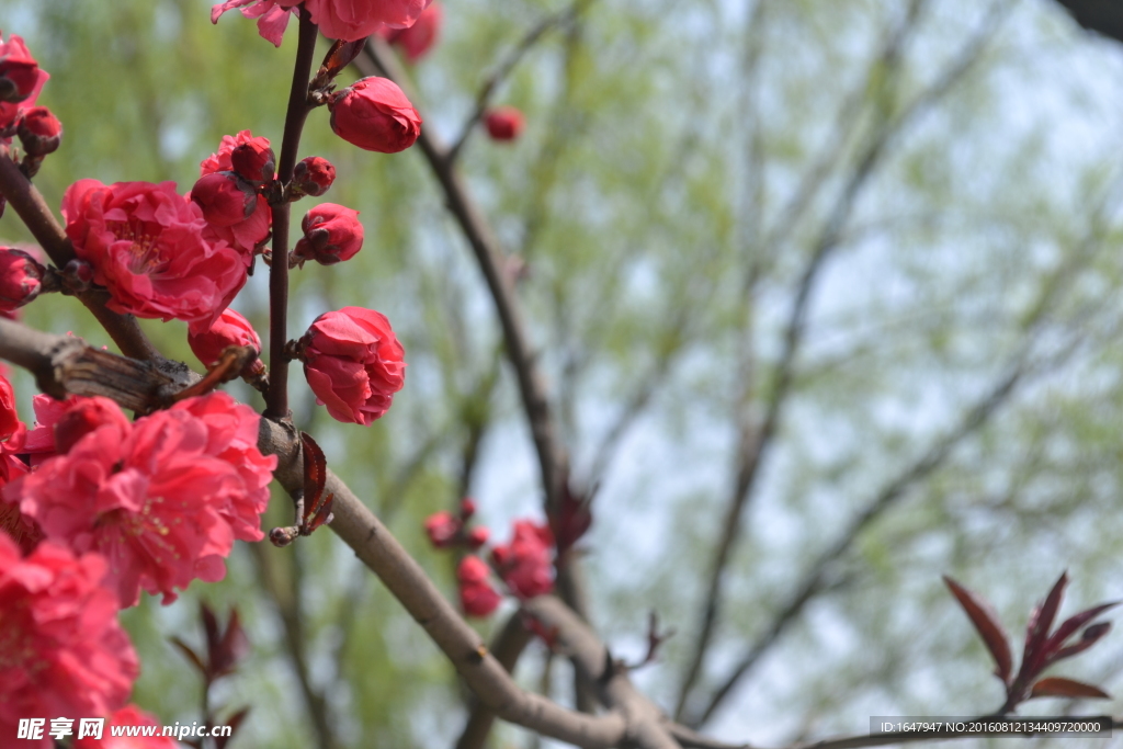 桃花