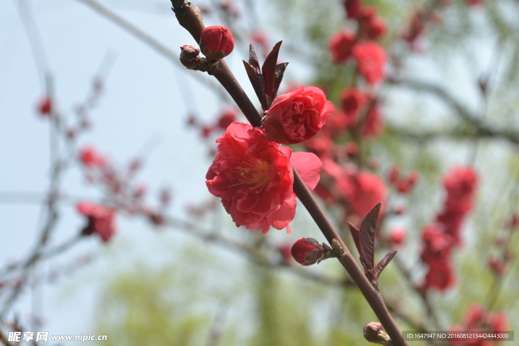 桃花