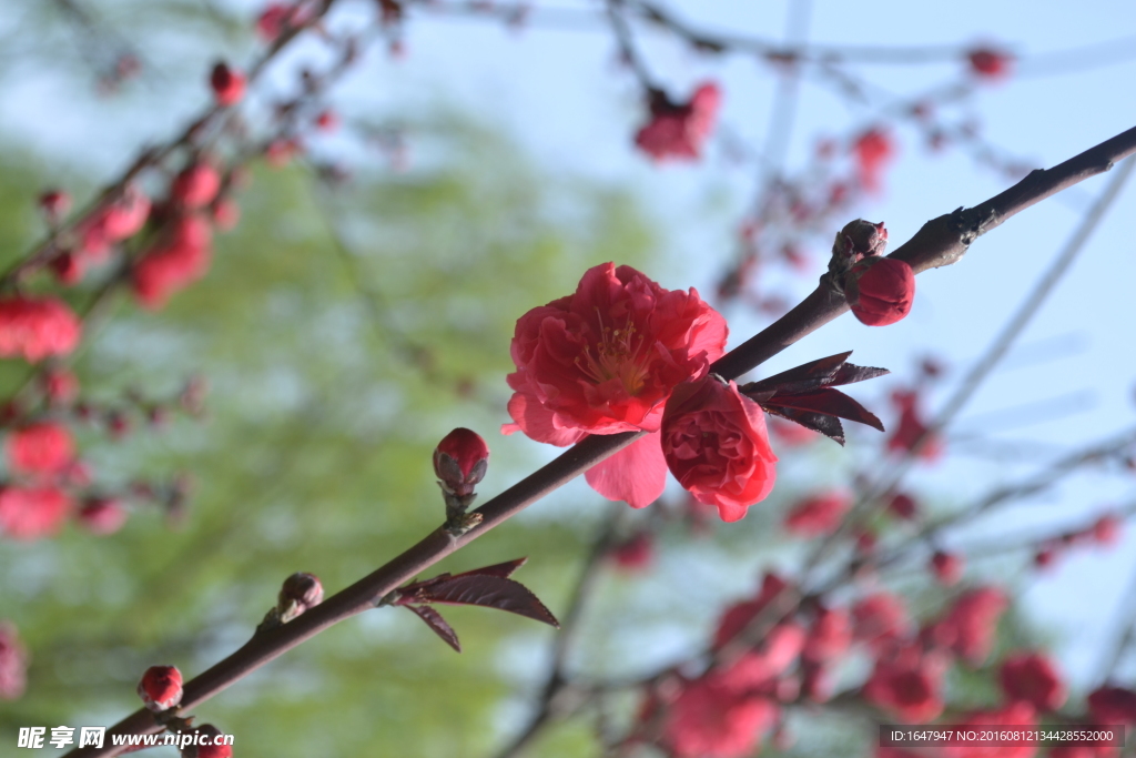 桃花