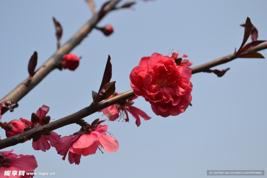 桃花