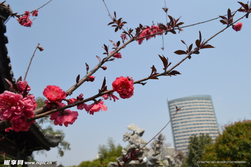 桃花
