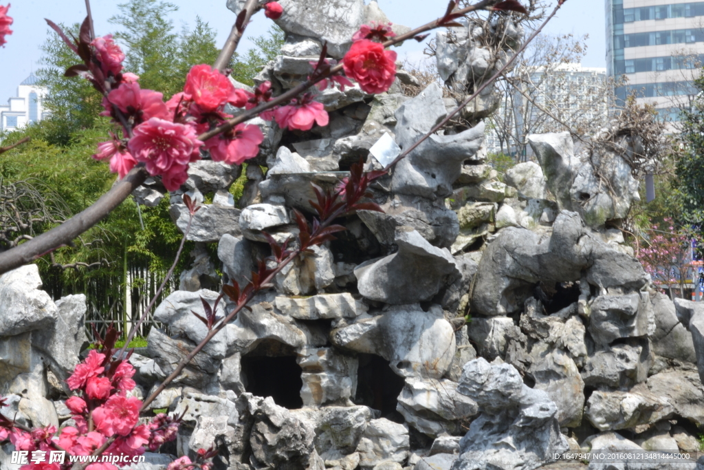 桃花
