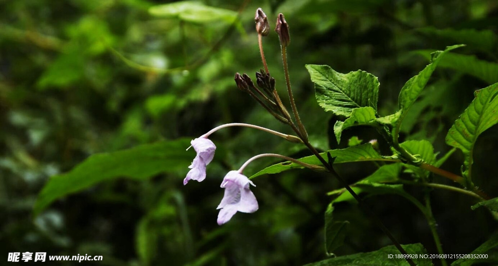 野生花山花素材