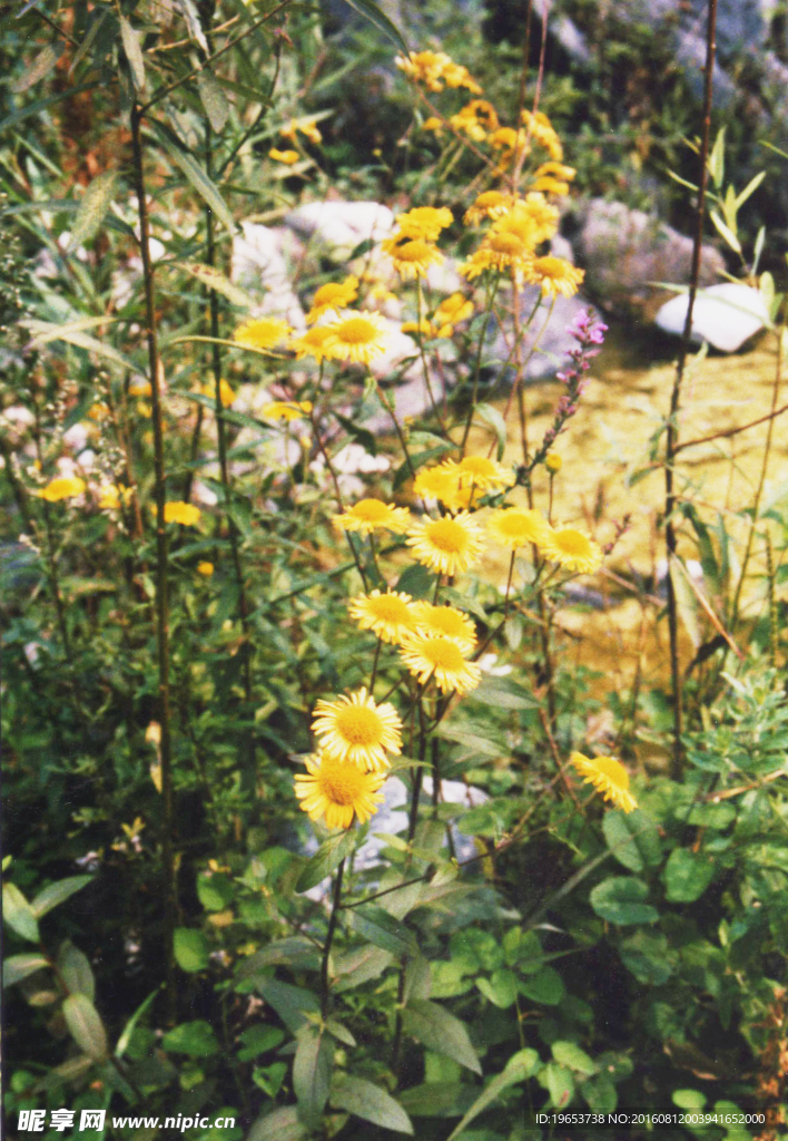 雏菊