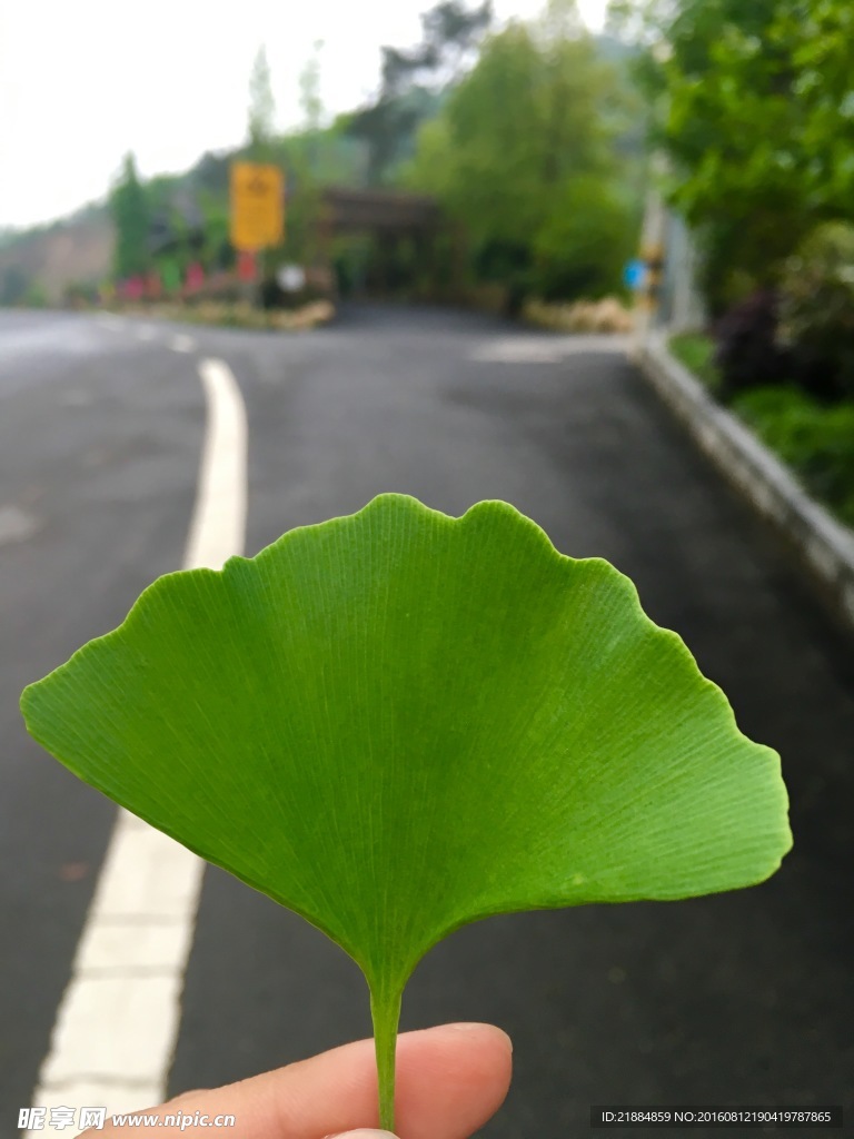 银杏叶