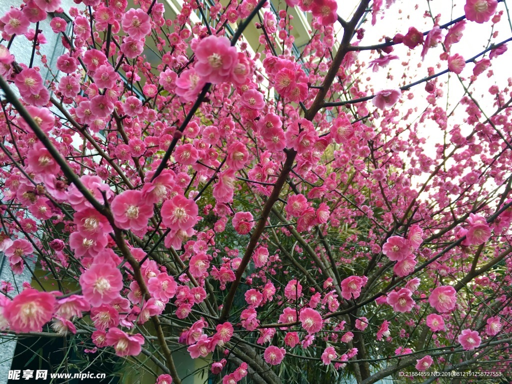 桃花