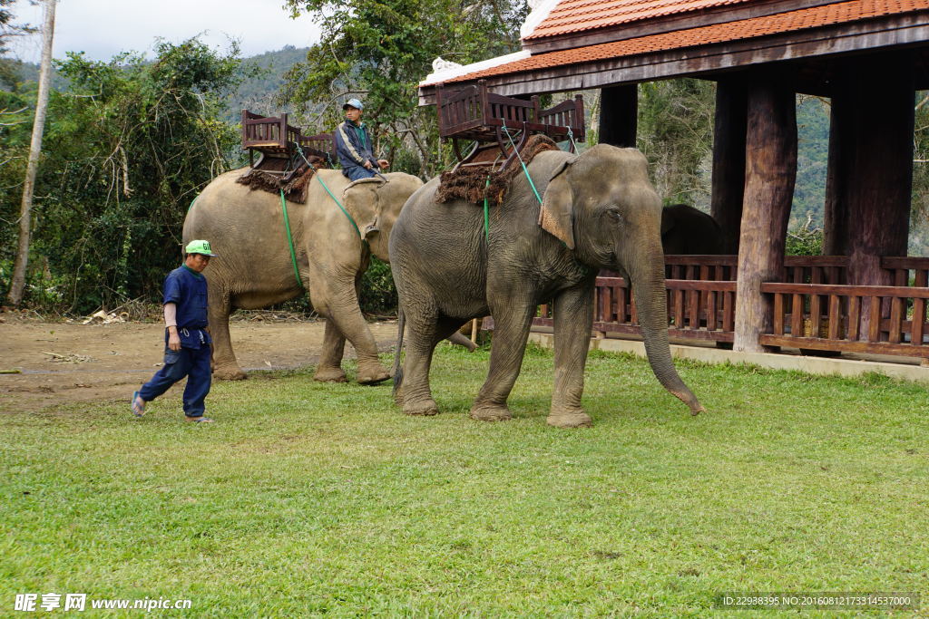 老挝 大象